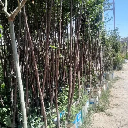 نهال آلبالو گیلاس تکدانه