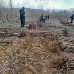درخت صنوبر ترکیه