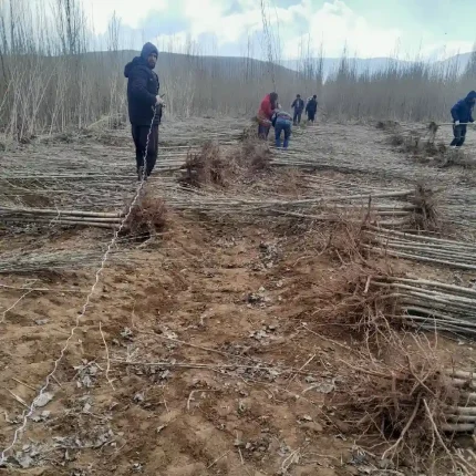 درخت صنوبر ترکیه