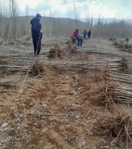 درخت صنوبر ترکیه