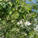 نهال آلو شابلون سیاه در اردبیل