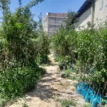 نهال میوه در اردبیل