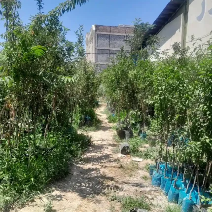 نهال میوه در اردبیل