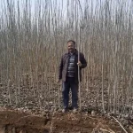 قلمه صنوبر در اردبیل