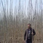 نهال صنوبر ترکیه