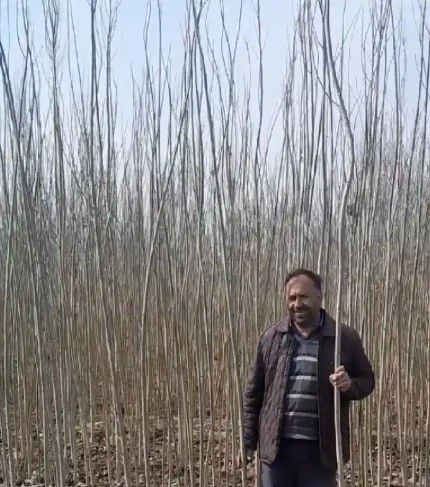 نهال صنوبر ترکیه