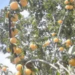نهال آلو قطره طلا