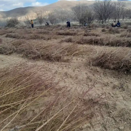 نهال شلیل در اردبیل