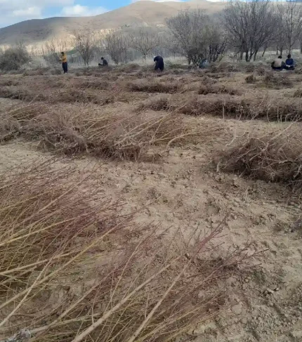 نهال شلیل در اردبیل