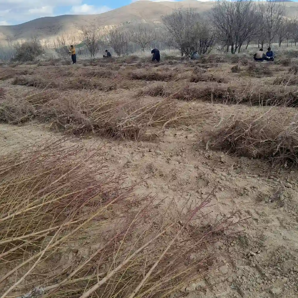 New Project (9) نهال شلیل در اردبیل