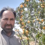نهال آلو قطره طلا