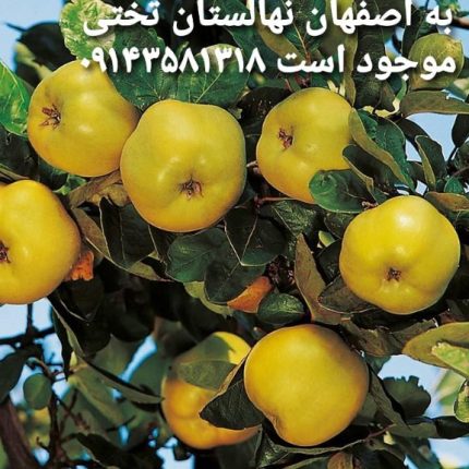فروش نهال در اردبیل lنهالستان خانه ما بهترین نهالستان