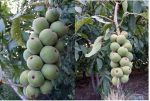 خرید انواع نهال در اردبیل - تصویر 2