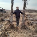 خرید نهال صنوبر در اردبیل نهالستان خانه ما
