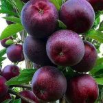 خرید نهال در خلخال اردبیل از نهالستان خانه ما