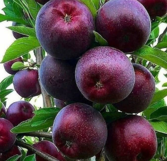 IMG_20261001_191610_959 خرید نهال در خلخال اردبیل از نهالستان خانه ما