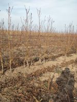 خرید نهال در پارس آباد اردبیل - تصویر 2