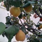 نهالستان بزرگ پارس آباد اردبیل با ردیف‌های منظم نهال‌های مثمر و غیرمثمر آماده فروش و ارسال با اتوبوس باربری