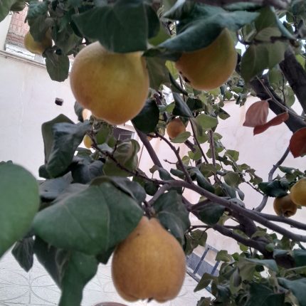 نهالستان بزرگ پارس آباد اردبیل با ردیف‌های منظم نهال‌های مثمر و غیرمثمر آماده فروش و ارسال با اتوبوس باربری