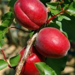 معتبرترین نهالستان برای خرید نهال در اردبیل