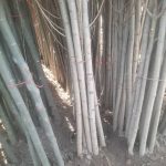 خرید قلمه صنوبر در اردبیل