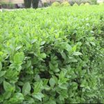 تولید فروش شمشاد و ترون در اردبیل