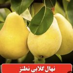 نهال پیوندی گلابی نطنز با ریشهٔ سالم آمادهٔ کاشت