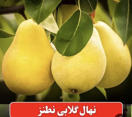 نهال پیوندی گلابی نطنز با ریشهٔ سالم آمادهٔ کاشت