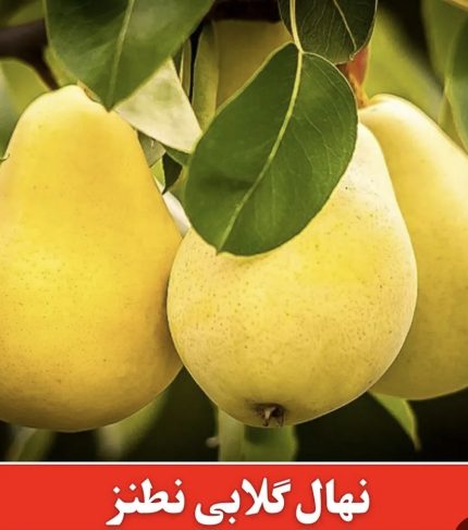 نهال پیوندی گلابی نطنز با ریشهٔ سالم آمادهٔ کاشت